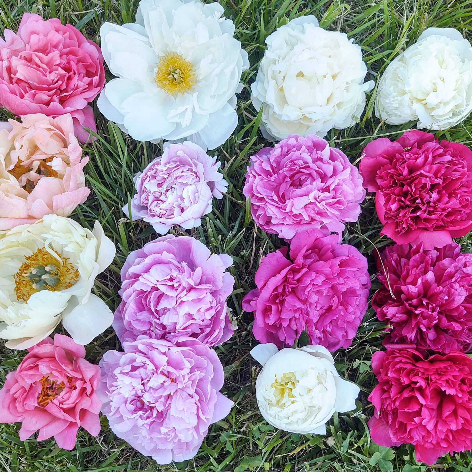 旅行 華盛頓特區周邊的Peonies Farm芍藥牡丹花田 RuRu愛分想