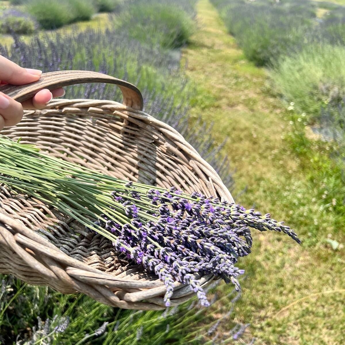 華盛頓DC薰衣草農場