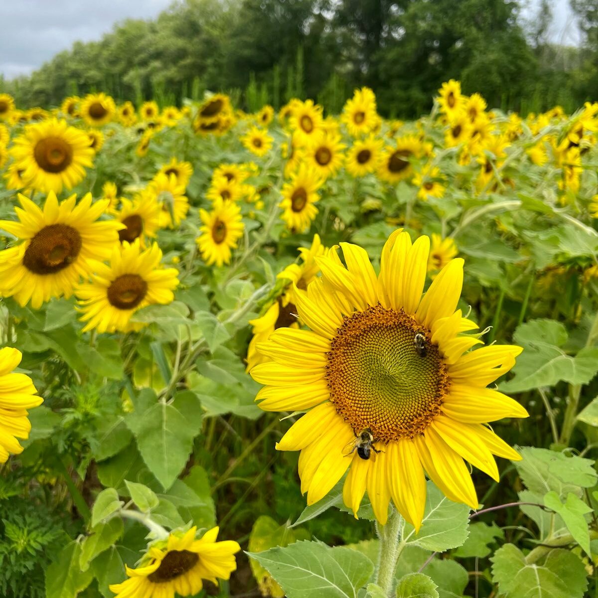 太陽花田
